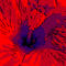 Blumenbilder-red-blue-100x75-10