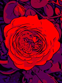 Blumen Bilder Red Rose 4 - WelikeFlowers von Robert H. Biedermann