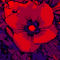 Blumenbilder-red-blue-100x75-14