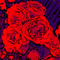 Blumenbilder-red-blue-100x75-17
