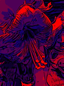 BLUMEN poster Red Amaryllis WelikeFlowers by Robert H. Biedermann