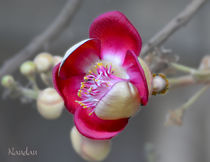 'Wild Flower' by Nandan Nagwekar