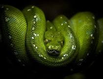 Python by Patrick Ebert