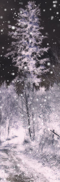 forest winter - Waldwinter by Chris Berger