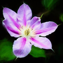 A pink and Mauve Clematis by Colin Metcalf