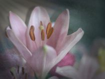 Faded Lily by Colin Metcalf