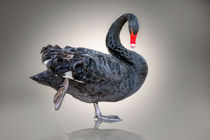 Black Swan by Bettina Dittmann