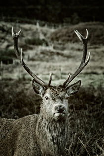 Stag's Head by Gillian Sweeney