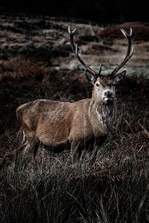 Majestic Stag by Gillian Sweeney
