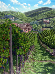 Vineyard In Tuscany by Angelo Pietrarca