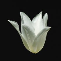 Weiße Tulpenblüte by kattobello