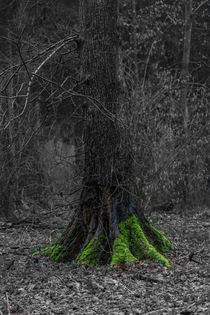 Moos im dunklen Wald by Stephan Gehrlein