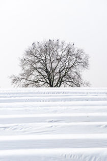 Baum hinter dem Feld by Stephan Gehrlein