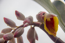 Beautiful orchid  von Raquel Cáceres Melo