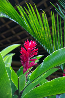 Red and tropical flower von Raquel Cáceres Melo