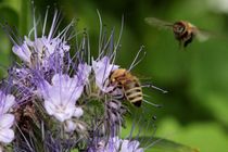 Fleißige Bienchen - unsere wertvollen Helferlein by kraeuterfotografie
