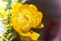 Yellow Flower by ahrt-photography