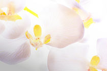 White Orchid von ahrt-photography