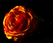 Dark Orange Flower by ahrt-photography
