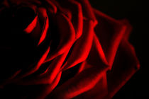 Red Rose von ahrt-photography