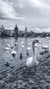 Group of swans on Vltava River in Prague, Czech Republic by Tomas Gregor