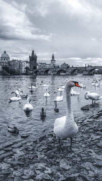Swans-on-vltava-river-prague-czech-republic