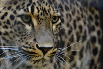 Leopard von René Lang