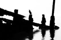 Perched Cormorant by David Hare