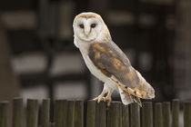 Barn owl by David Hare