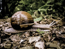 Little snail on its way by casselfornia-art