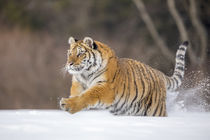 Sibirischer Tiger von hespiegl