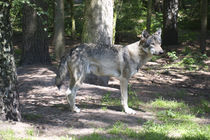Wolf, wolve, Grauwolf, Gray wolve, Canis lupus. von fischbeck
