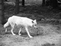 Wolf, Polarwolf, Weisswolf, Arctic wolve, White wolve. Canis lupus arctos. by fischbeck