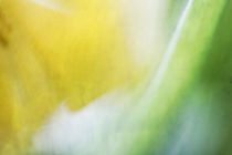 Tulpenfrühlingsfarben von Petra Dreiling-Schewe