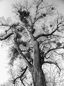 Mistelbaum I von Christine Horn