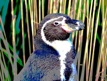 Pinguin von maja-310