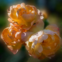 Soft Peach Roses by Colin Metcalf