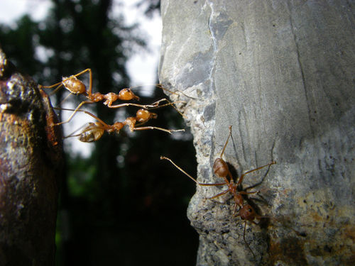 002-ants