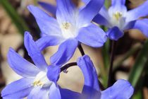 Blaue Blüte März 2018 by artofirenes