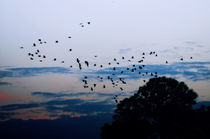 Birds in sky by Brenda Maciel
