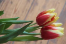 Zwei Tulpen by Gerda Hutt