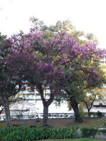 Árvore by raquel-rosado