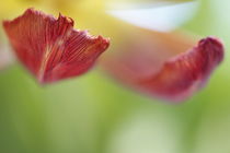 Tulpenfragmente II von Petra Dreiling-Schewe