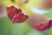 Tulpenfragmente von Petra Dreiling-Schewe