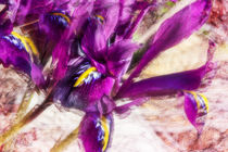Iris beim Frühlingstanz by Nicc Koch