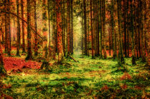 Wald mit Moosen und Farnen by Nicc Koch