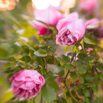 Roses von Elisa Marmugi