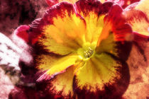 Primrose in yellow and red by Nicc Koch