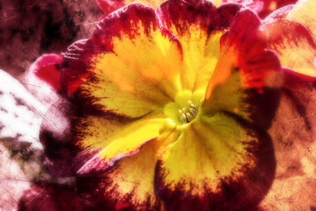 6968-primrose-in-yellow-and-red
