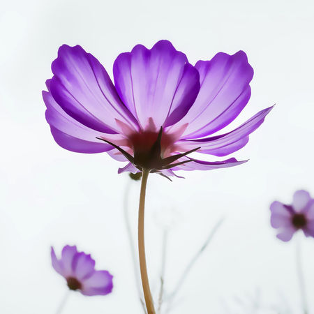 Tender-violet-blossoms-v3